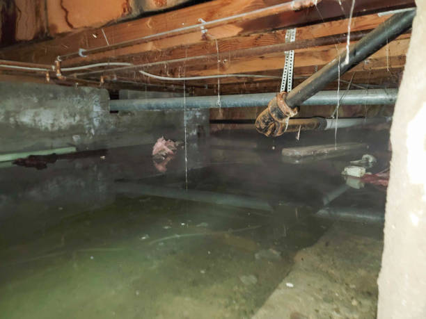 Best Carpet water damage restoration  in Deming, NM