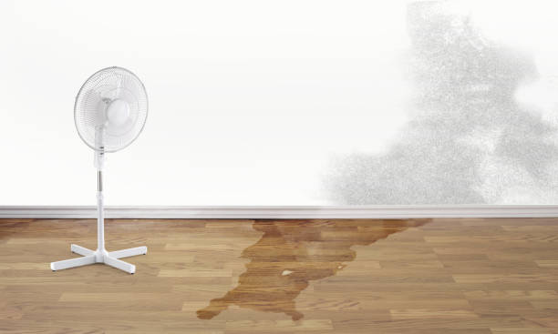 Best Water damage contractors near me  in Deming, NM